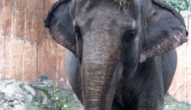 Φιλιππίνες: Πέθανε ο πιο «λυπημένος ελέφαντας του κόσμου» – Ήταν σε αιχμαλωσία για δεκαετίες (βίντεο)
