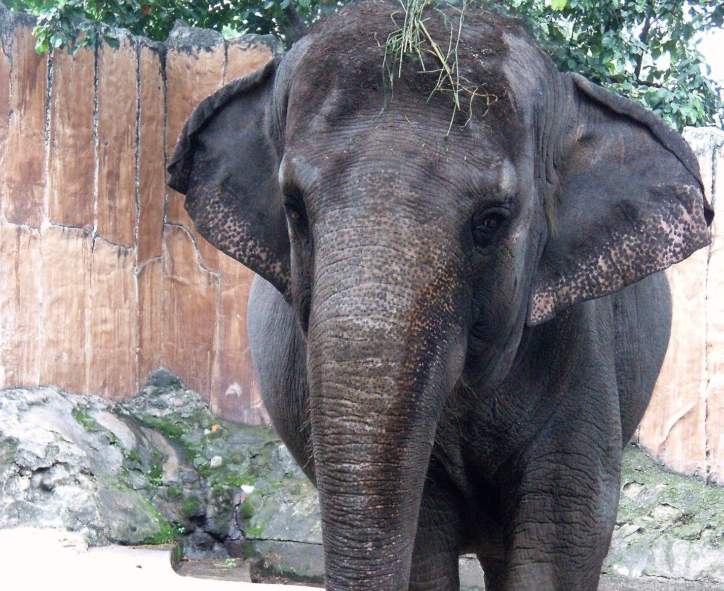 Φιλιππίνες: Πέθανε ο πιο «λυπημένος ελέφαντας του κόσμου» – Ήταν σε αιχμαλωσία για δεκαετίες (βίντεο)