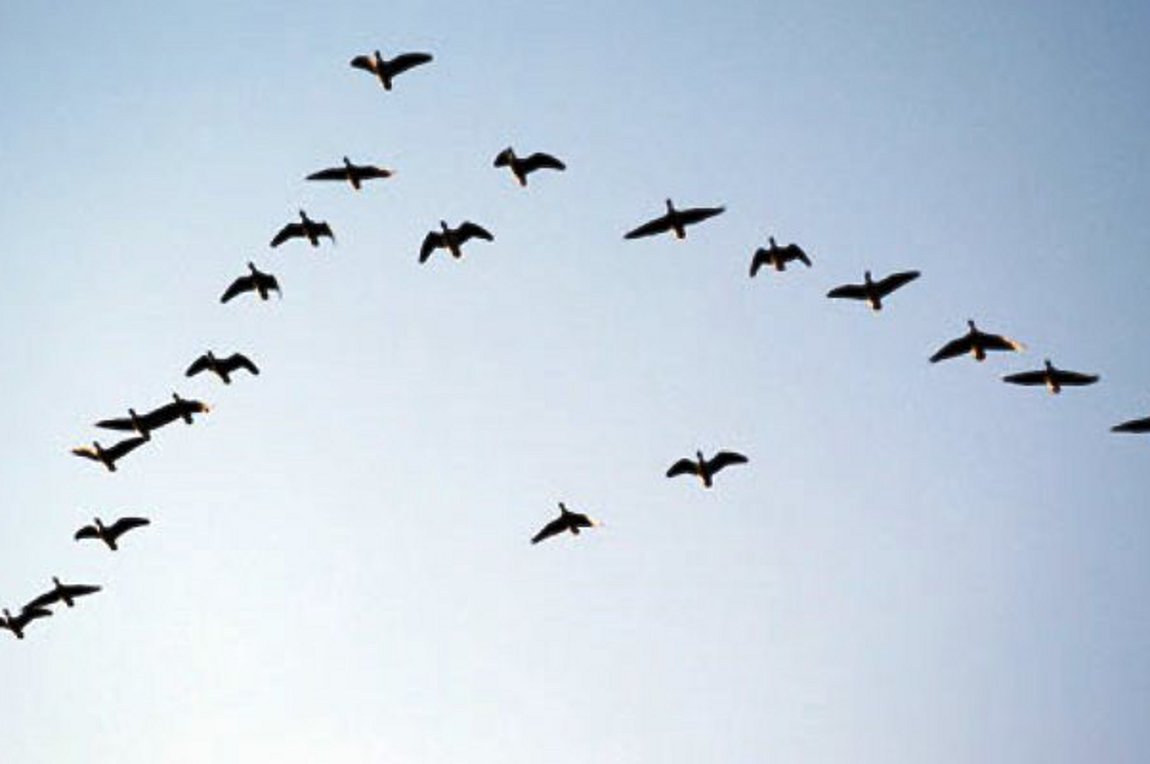 Αυτό το γνωρίζατε; – Γιατί τα πουλιά πετούν σχηματίζοντας το γράμμα «V»;