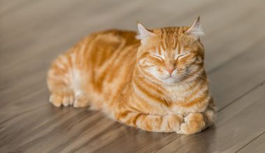 «Λοιμώδης περιτονίτιδα της γάτας»: Νέος θανατηφόρος ιός πλήττει τις γάτες
