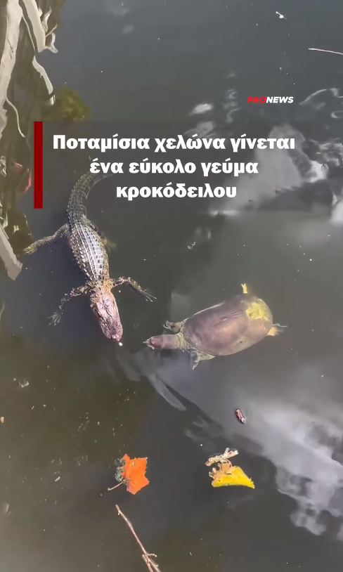 Ποταμίσια χελώνα γίνεται ένα εύκολο γεύμα κροκόδειλου