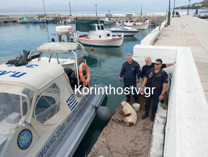 Αξιωματικοί του Λιμενικού διέσωσαν σκύλο που έπεσε στο κανάλι του Ισθμού (φώτο)