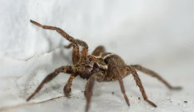Ανταρκτική: Ανακαλύφθηκε νέο είδος αράχνης με… τέσσερα μάτια