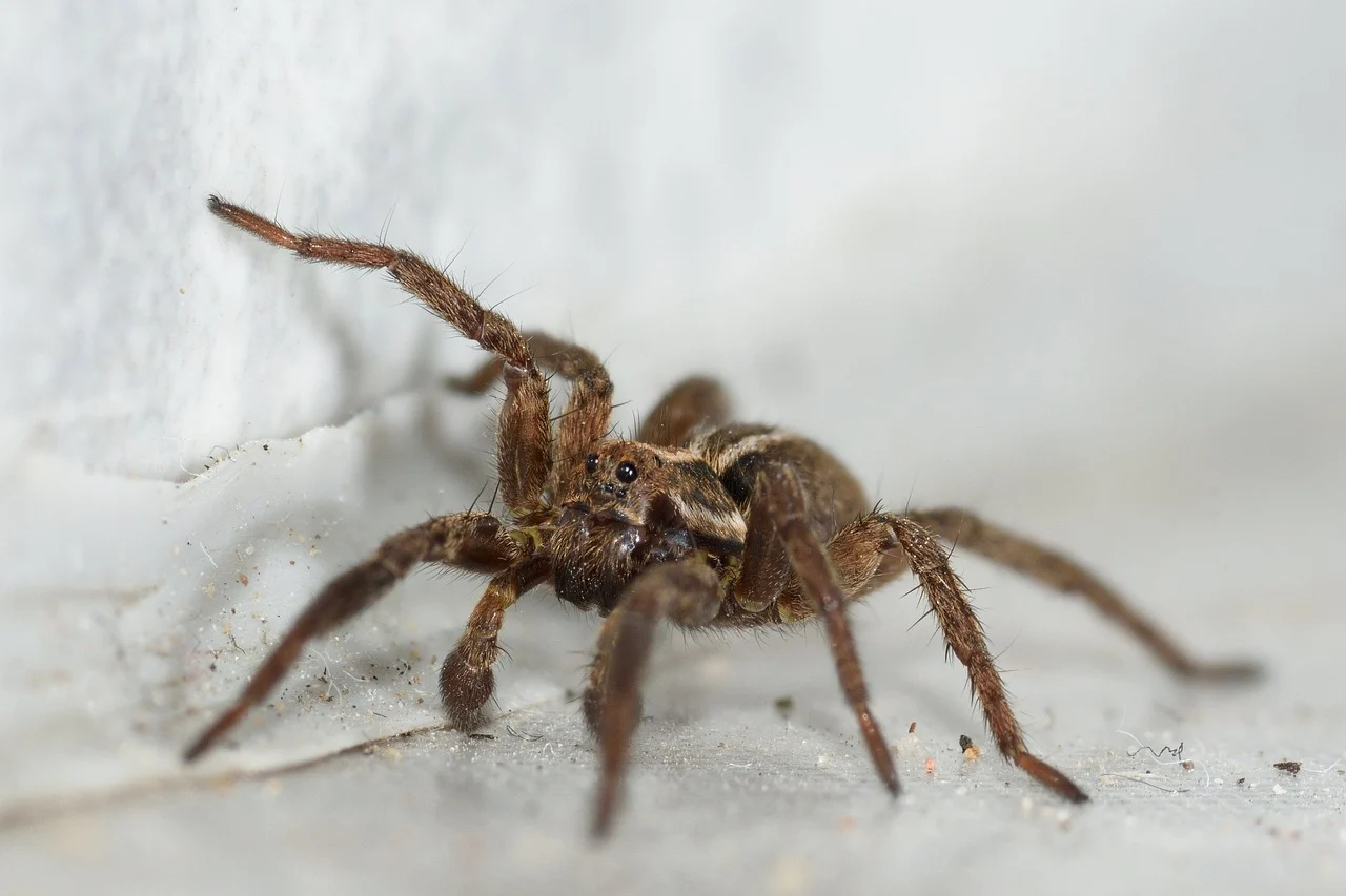 Ανταρκτική: Ανακαλύφθηκε νέο είδος αράχνης με… τέσσερα μάτια