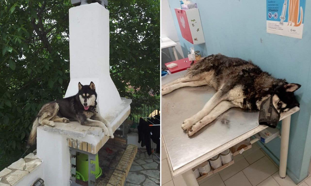 Αράχωβα: «Ο δράστης της κακοποίησης του σκύλου δεν ήταν περαστικός» λένε  φιλοζωικές οργανώσεις – Pronews.gr