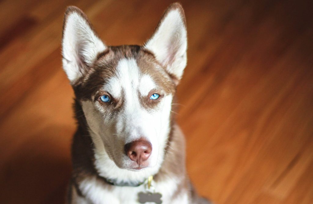 Αράχωβα: Ανθρωποκυνηγητό για τον εντοπισμό του κακοποιητή του χάσκι – Πληροφορίες ότι είναι πρώην παίκτης τηλεπαιχνιδιού