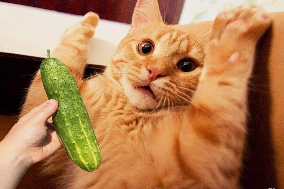 Τελικά υπάρχει εξήγηση: Να γιατί οι γάτες φοβούνται τα… αγγούρια
