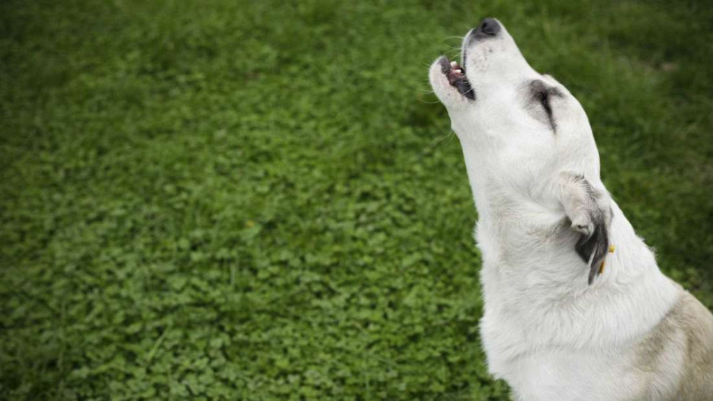 Αυτό το γνωρίζατε; – Γιατί τα σκυλιά αλυχτούν όταν ακούν σειρήνες;