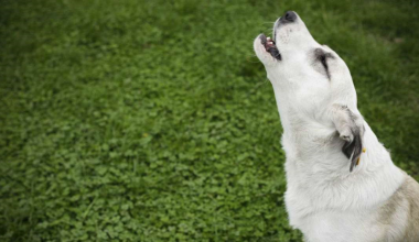 Αυτό το γνωρίζατε; – Γιατί τα σκυλιά αλυχτούν όταν ακούν σειρήνες;