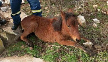 Ξάνθη: Άλογο εγκλωβίστηκε σε φρεάτιο – Το διέσωσαν πυροσβέστες (φώτο)