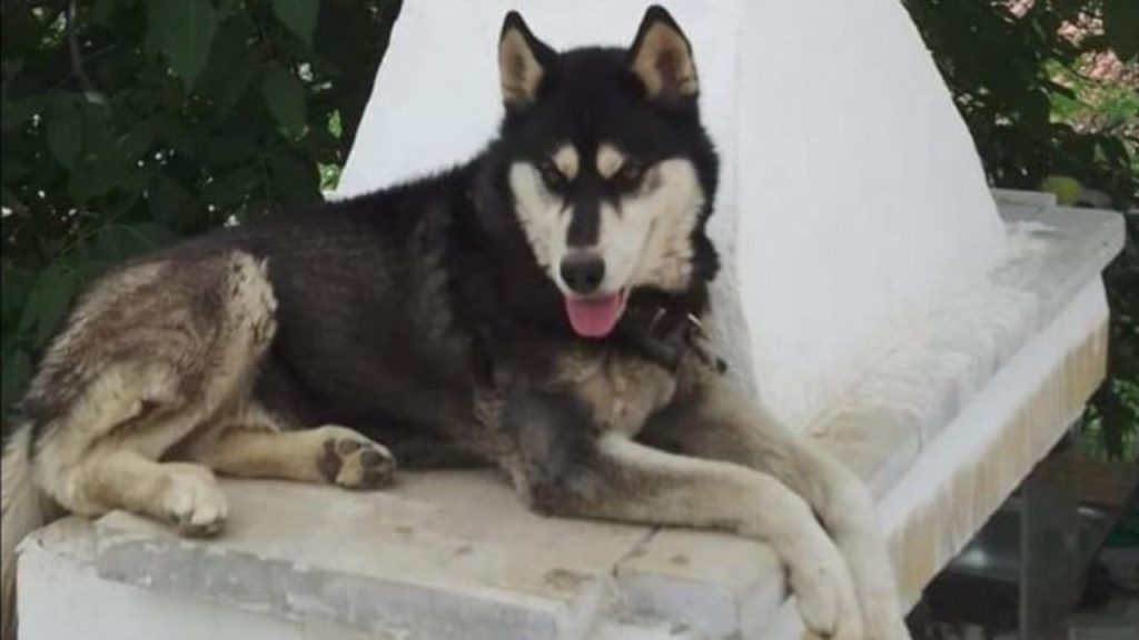 Δολοφονία Όλιβερ: Καλούν τους πολίτες να μποϊκοτάρουν την Αράχωβα εν όψει των εορτών μέχρι να βρεθούν οι δράστες