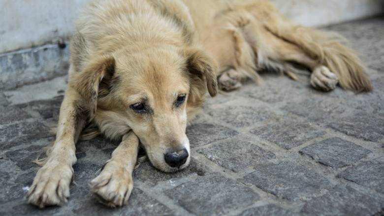 Νέα κτηνωδία στο Βόλο: Κακοποίησαν και σκότωσαν σκυλίτσα