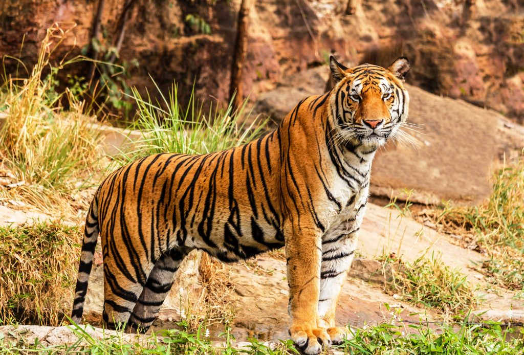 Τρόμος στο Πακιστάν: Βρήκαν μισοφαγωμένη σορό σε κλουβί τίγρης σε ζωολογικό κήπο