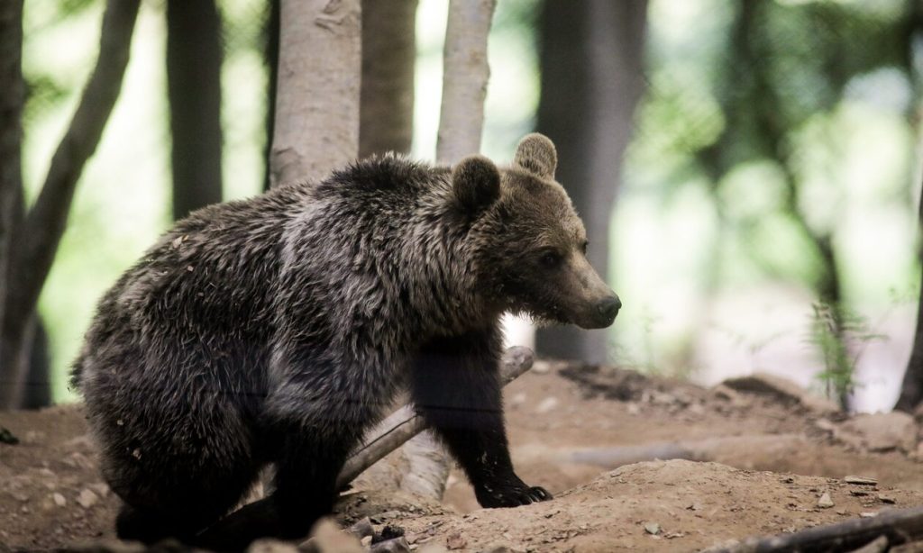 Η αντεισαγγελέας του Αρείου Πάγου εποπτεύει τις έρευνες για τον θανάσιμο πυροβολισμό αρκούδων στη Β.Ελλάδα