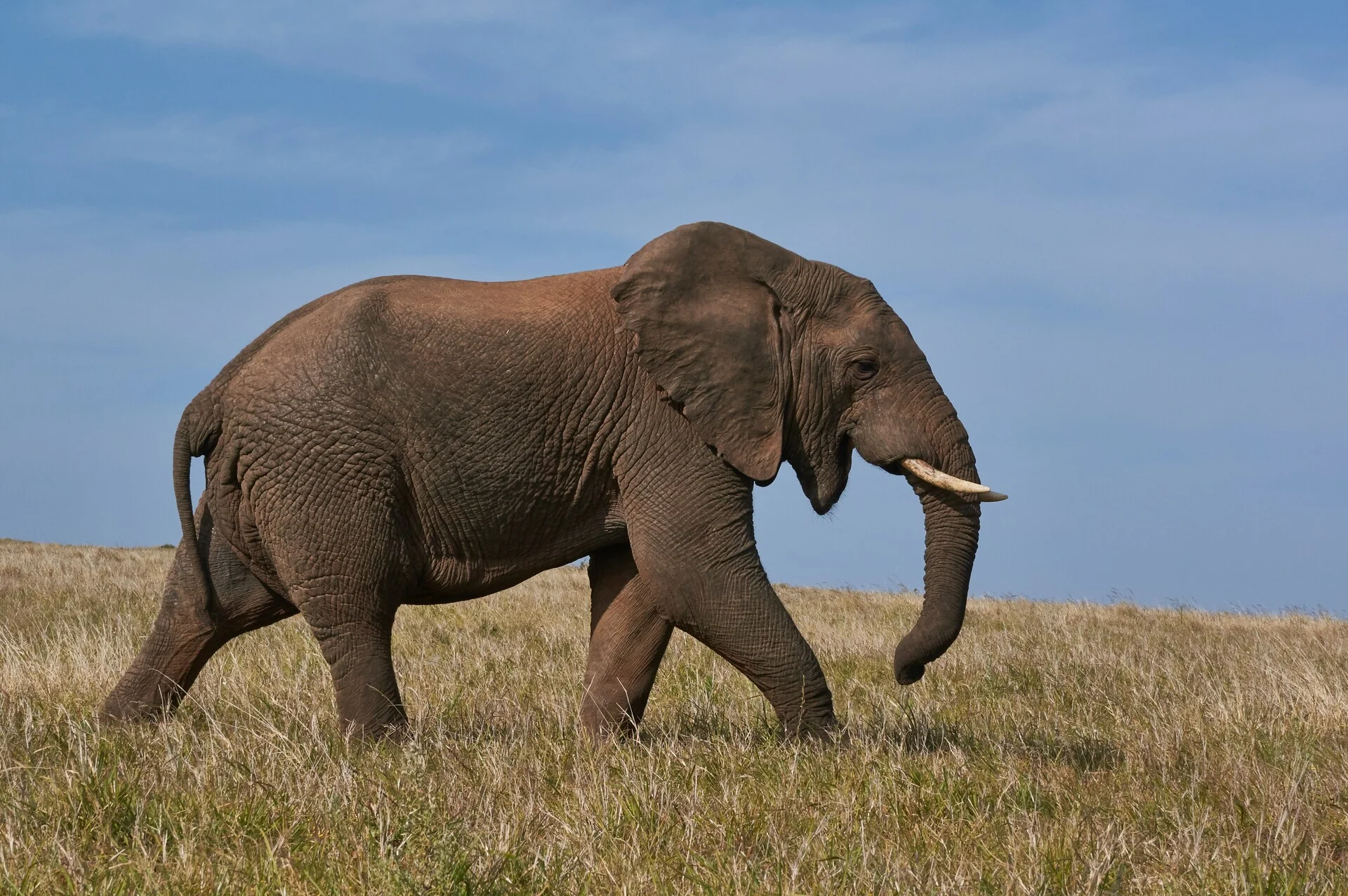 Ζιμπάμπουε: Νεκροί εκατοντάδες ελέφαντες από την δίψα σε εθνικό πάρκο (φώτο)