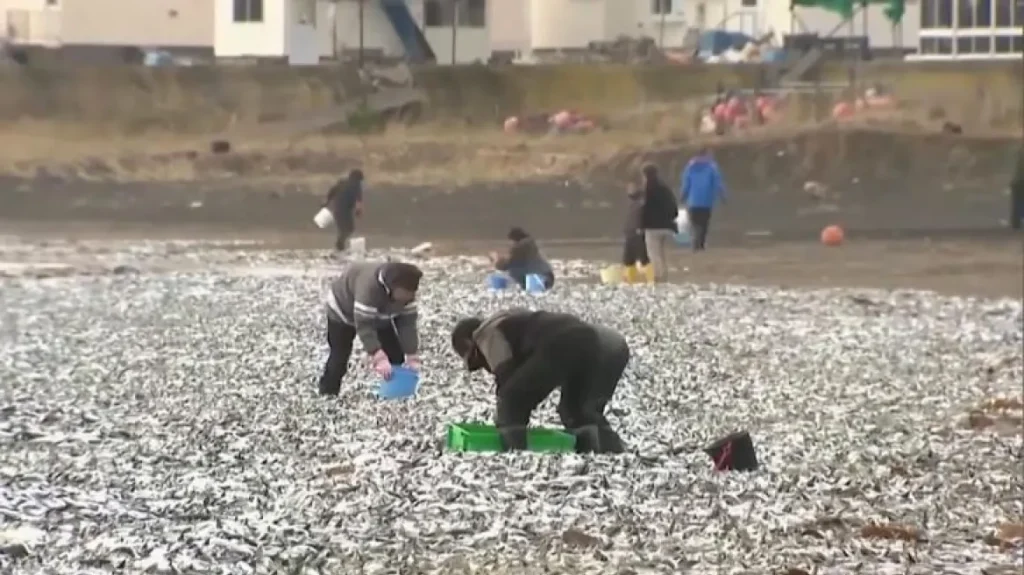 Χιλιάδες νεκρά ψάρια ξεβράστηκαν σε παραλία στην Ιαπωνία – Τι συνέβη (βίντεο) 