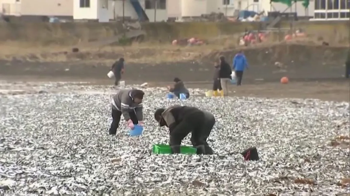 Χιλιάδες νεκρά ψάρια ξεβράστηκαν σε παραλία στην Ιαπωνία – Τι συνέβη (βίντεο) 