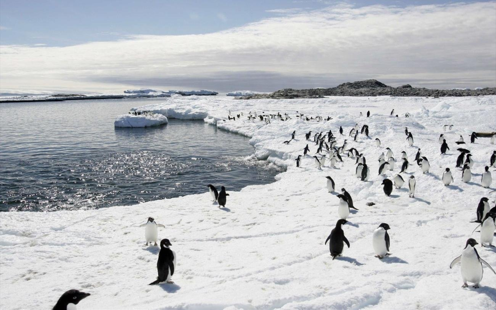 Εντοπίστηκε για πρώτη φορά θανάσιμο στέλεχος της γρίπης των πτηνών στην Ανταρκτική