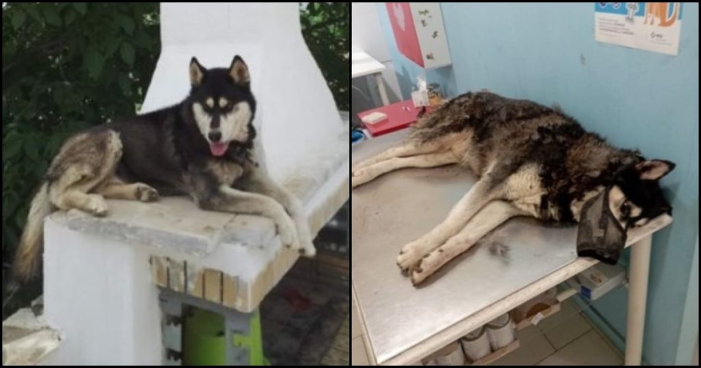 Αράχωβα: «Δεν υπήρχε περίπτωση να επιζήσει – Κακοποιήθηκε από ανθρώπινο παράγοντα» λέει η κτηνίατρος που εξέτασε τον Όλιβερ 