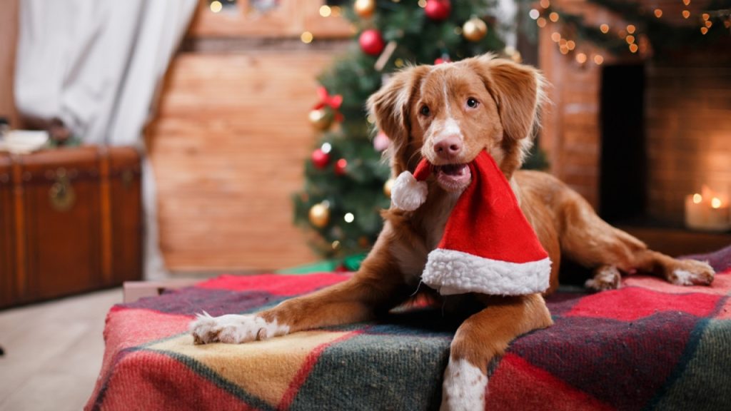 Οι τροφές που δεν πρέπει να δώσετε στο σκύλο σας τα Χριστούγεννα