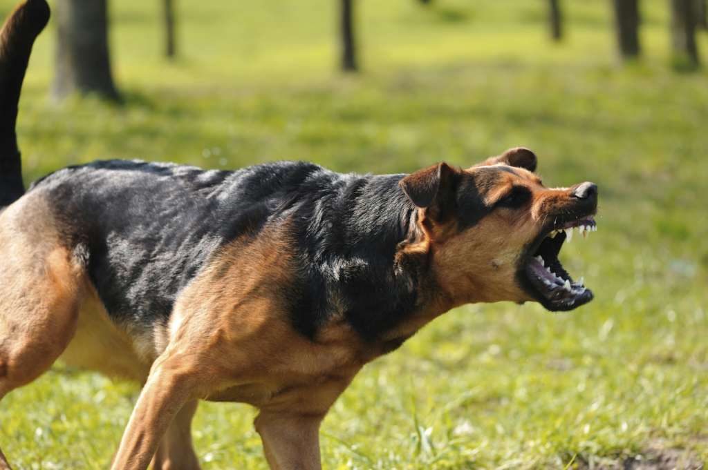 Για ανθρωποκτονία από αμέλεια κατηγορείται ο ιδιοκτήτης των σκύλων που κατασπάραξαν την 50χρονη στη Θεσσαλονίκη 