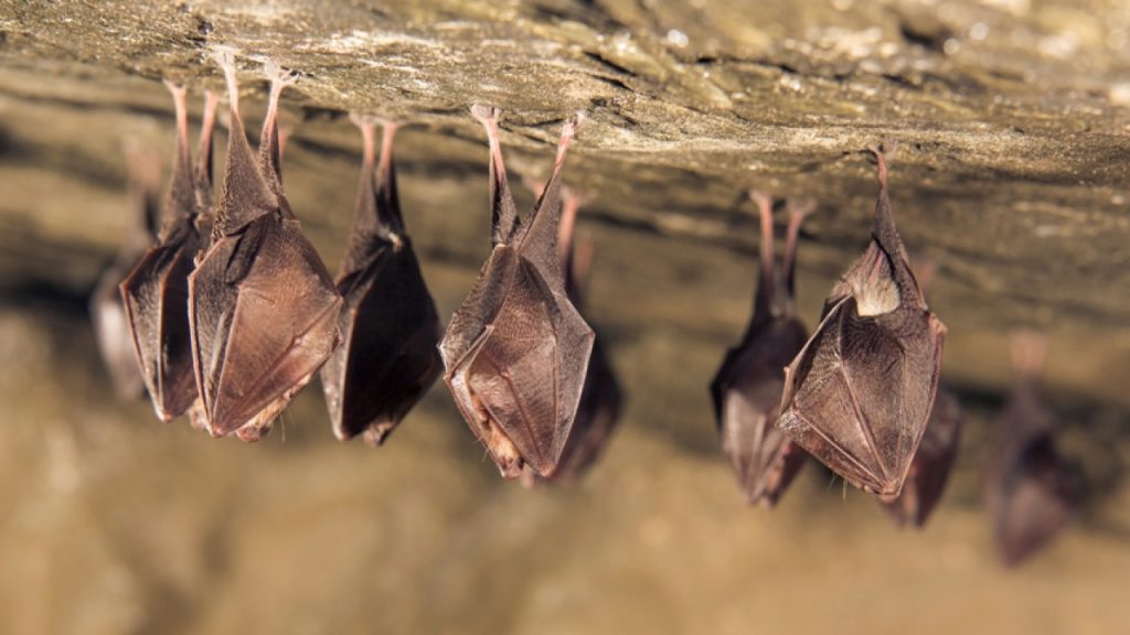 Οι νυχτερίδες θα μπορούσαν να παίξουν σημαντικό ρόλο στη καταπολέμηση του καρκίνου σύμφωνα με μελέτη