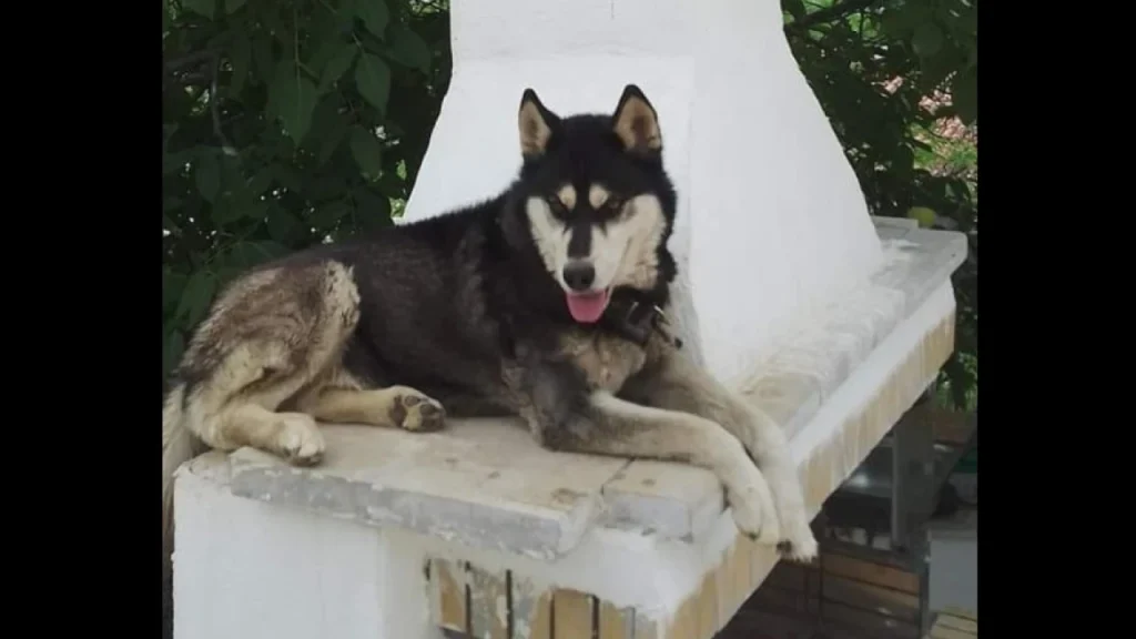 Μαρτυρίες κατοίκων της Αράχωβας και άρση απορρήτου τηλεπικοινωνιών εξετάζει η ΕΛ.ΑΣ.