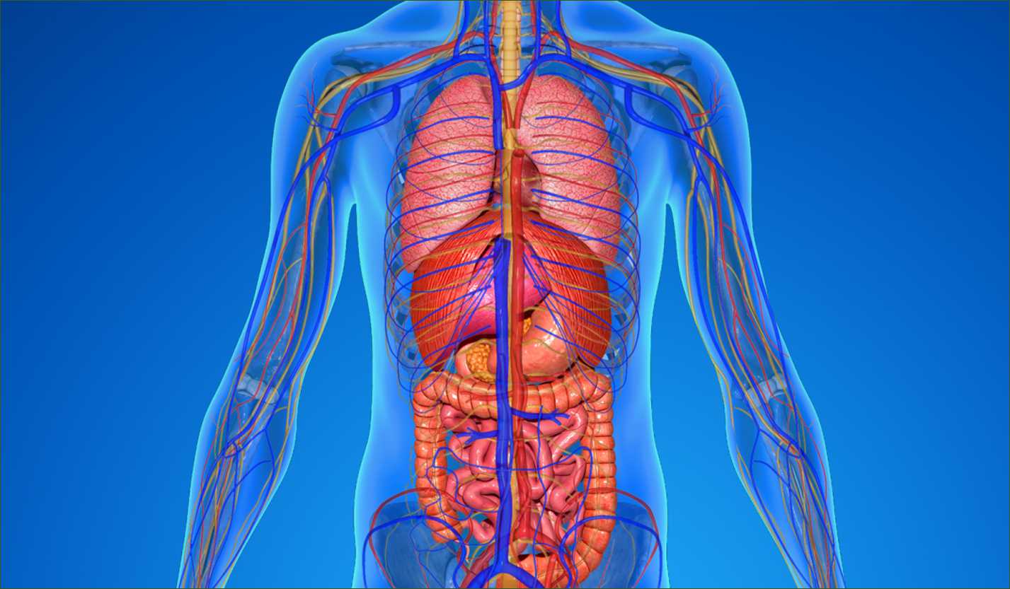 Τα δύο μέρη του ανθρώπινου σώματος που πλέον δεν… χρειαζόμαστε