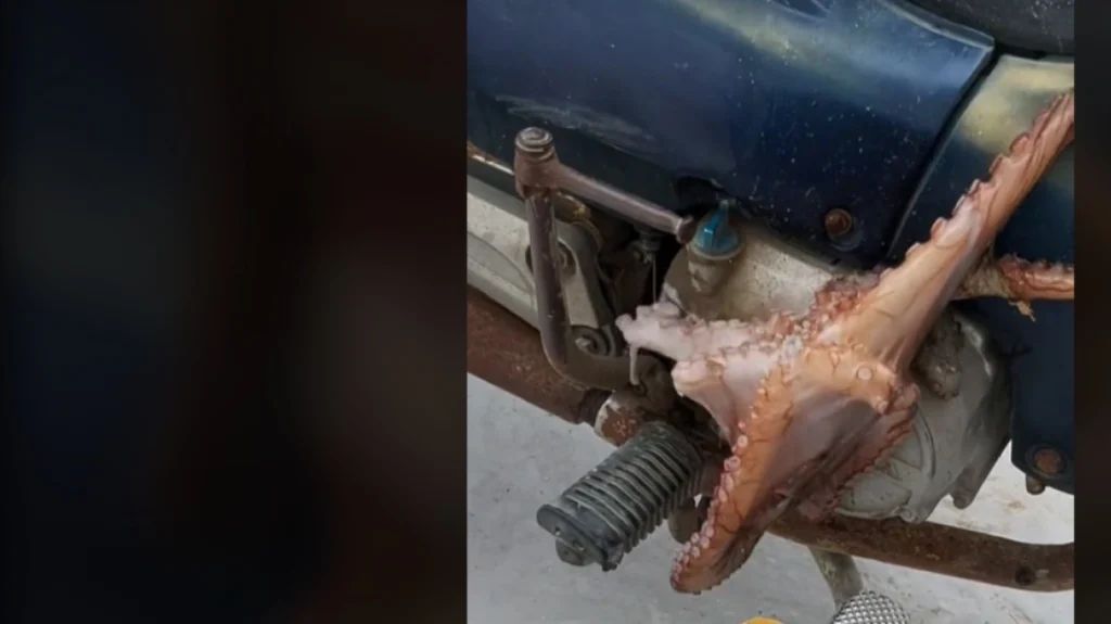 Κουφονήσια: Χταπόδια βγήκαν στη στεριά – Κάτοικος βρήκε ένα κολλημένο στο μηχανάκι του