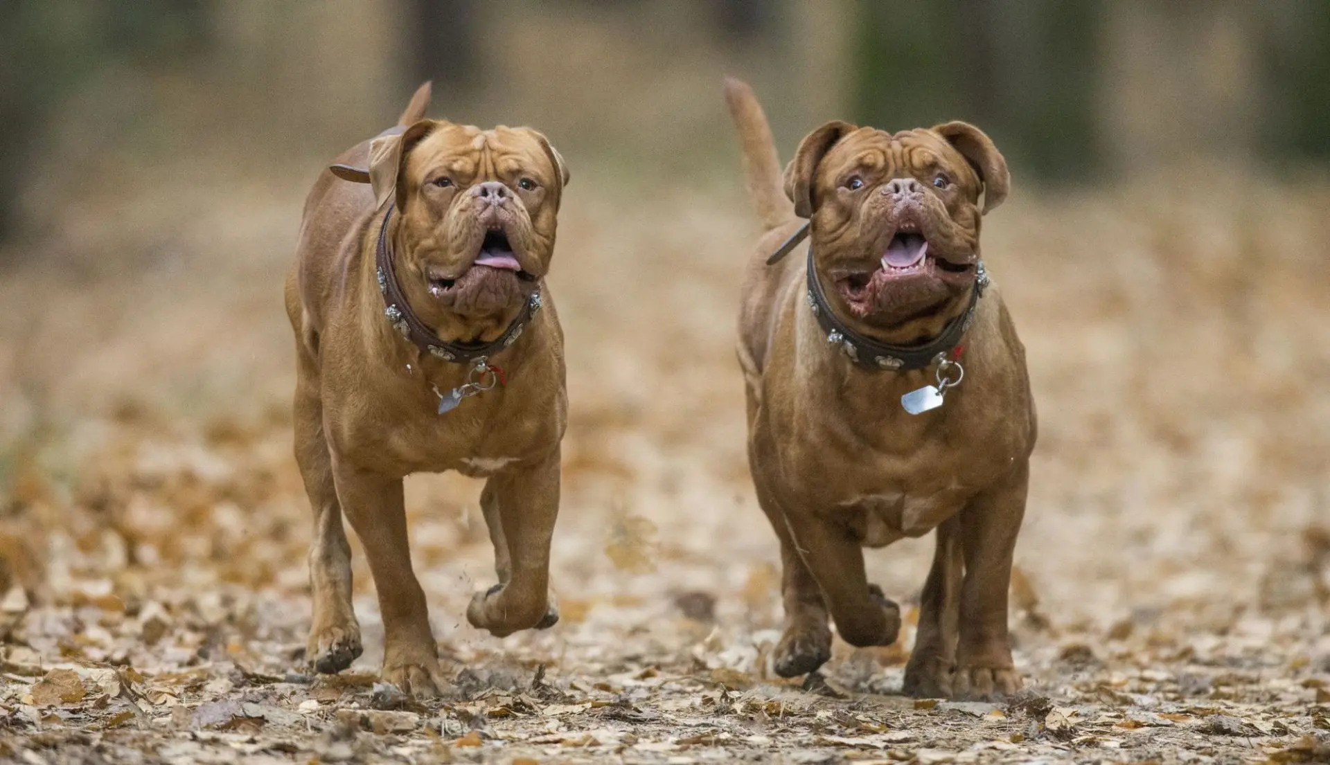 Ρόδος: Σκυλιά επιτέθηκαν σε νεαρή γυναίκα – Μεταφέρθηκε στο νοσοκομείο για τις πρώτες βοήθειες