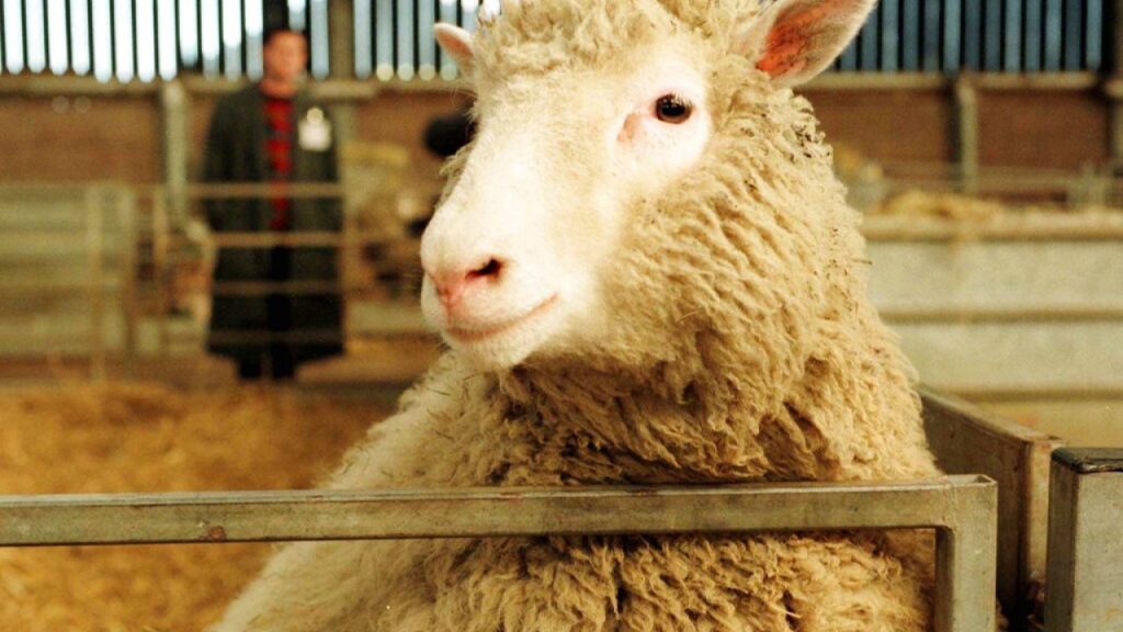 Γνωρίζετε τι απέγινε η κλωνοποιημένη Ντόλι το διασημότερο πρόβατο της ιστορίας;