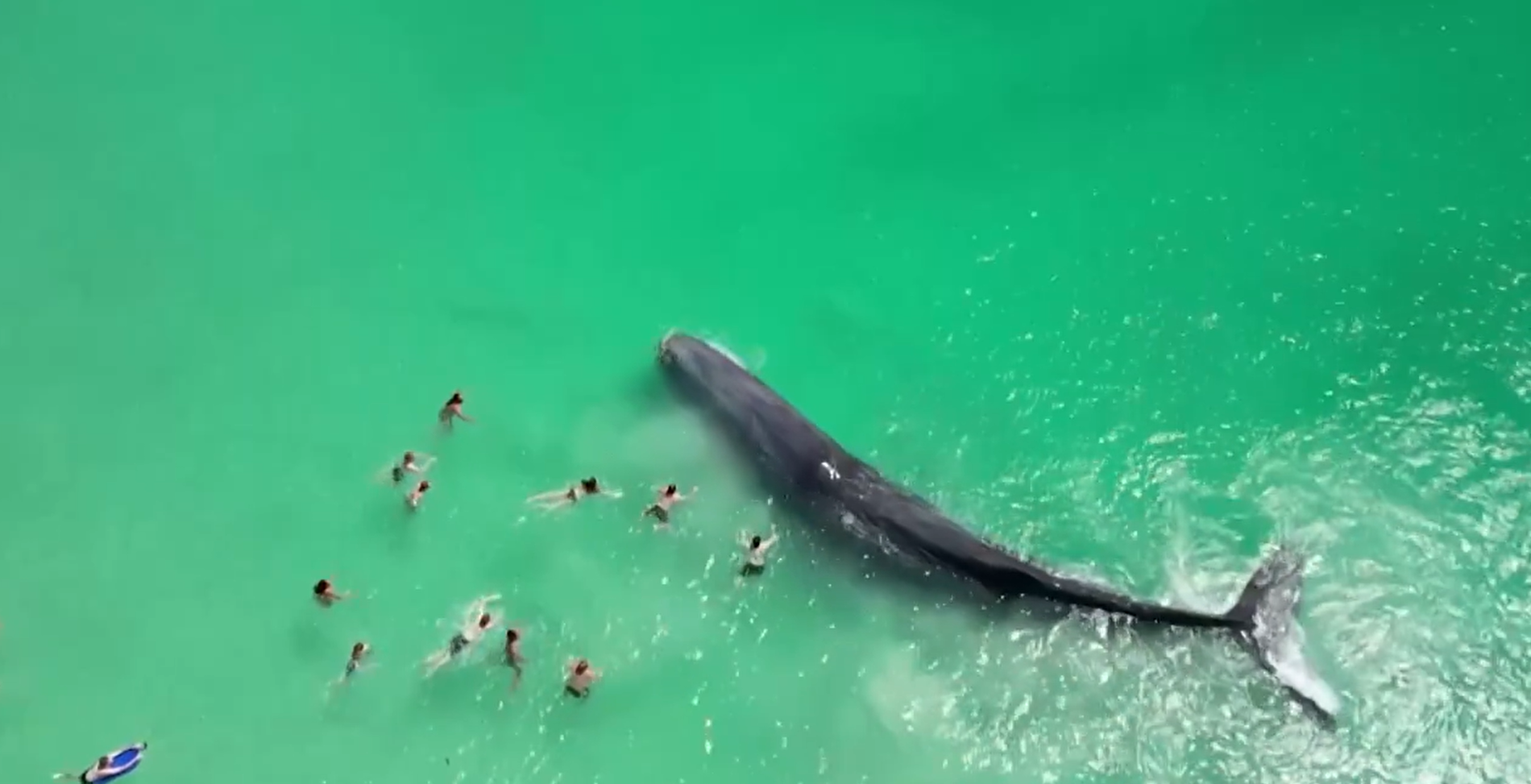 Αυστραλία: «Κόλλησε» στην άμμο και πέθανε η φάλαινα που κολυμπούσε σε παραλία μαζί με ανθρώπους (βίντεο)