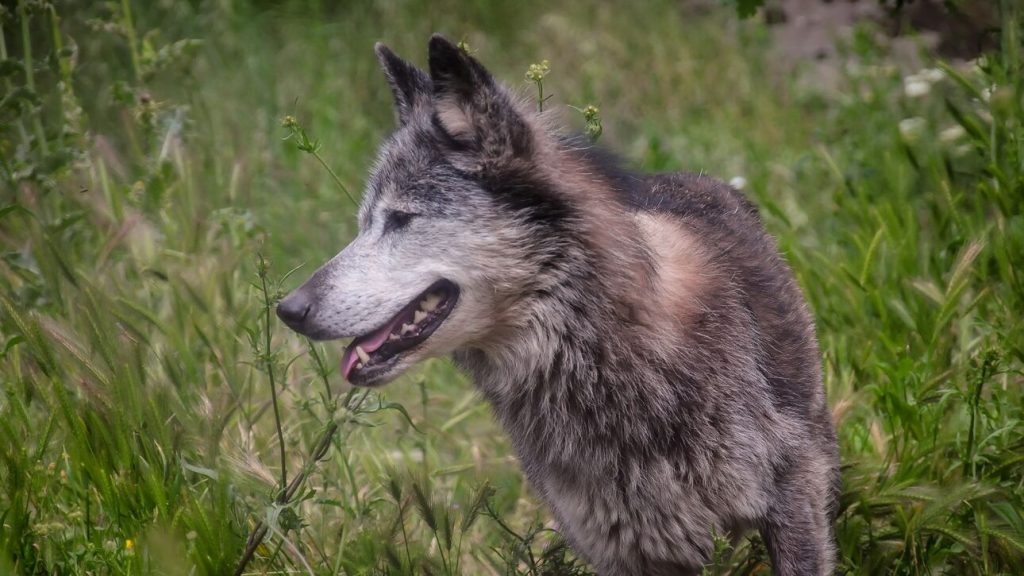 Σέρρες: Δύο σκυλιά κατακρεουργήθηκαν από λύκους