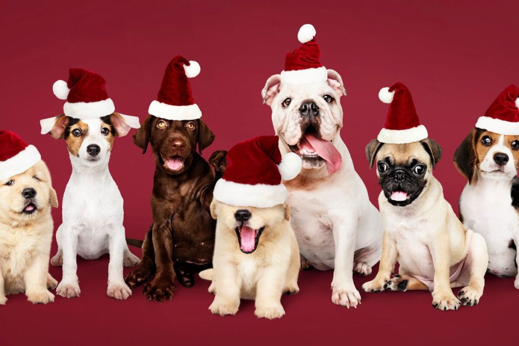 Χριστούγεννα: Δείτε τι πρέπει να κάνετε εάν ο σκύλος σας φάει σοκολάτα