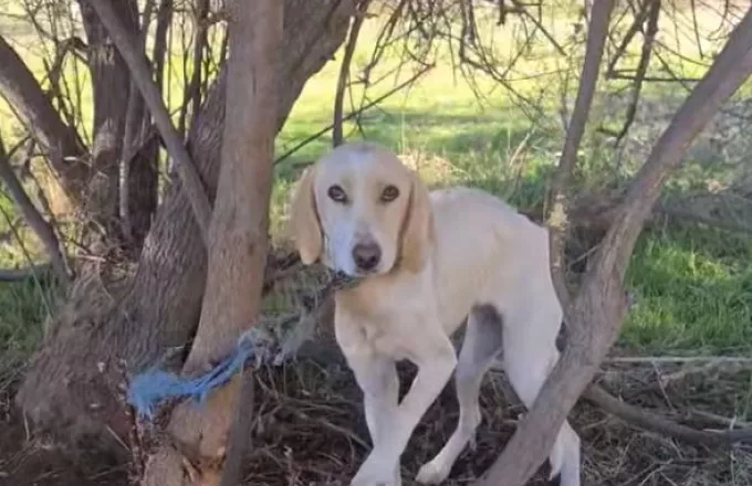 Ηλεία: Εντοπίστηκε σκελετωμένη σκυλίτσα αλυσοδεμένη στο δάσος της Στροφυλιάς (βίντεο)