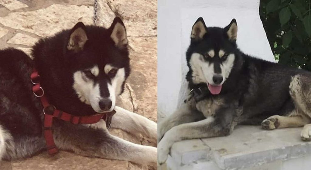 Αράχωβα – Δικηγόρος ιδιοκτήτη Όλιβερ: «Υπάρχουν φωτογραφίες που δείχνουν το σκυλί με κάποιον άνθρωπο»