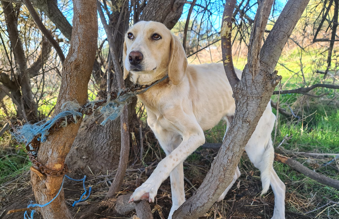 Αχαΐα: Εντοπίστηκε σκύλος αλυσοδεμένος και σκελετωμένος – «Το ζωάκι είχε αφεθεί για να πεθάνει» (φωτο)