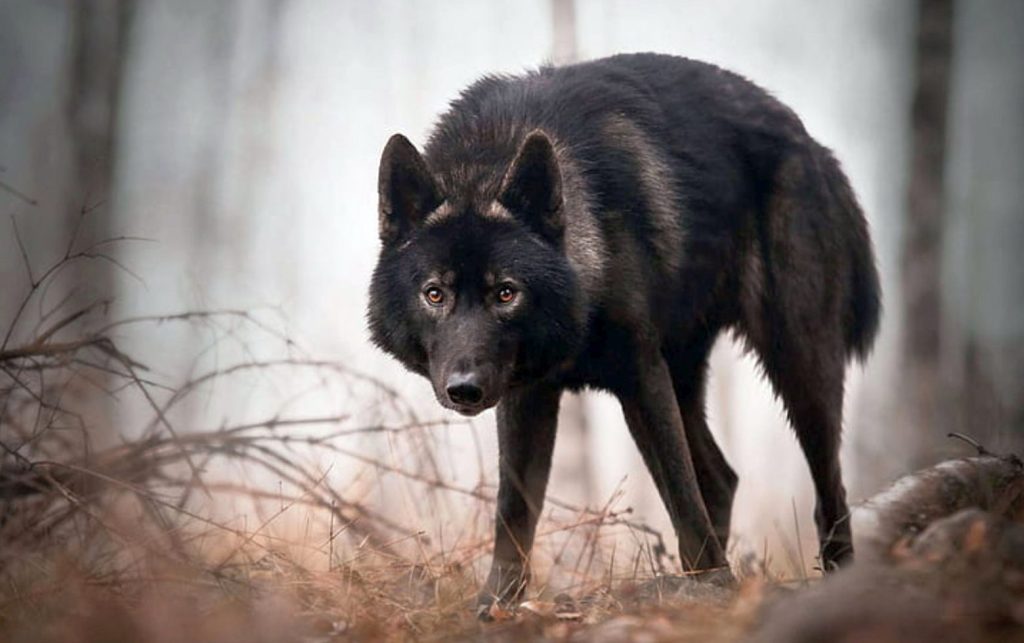Οι λύκοι απλώνονται σε όλη την Ελλάδα: Εισβάλλουν στις Σέρρες σε χωράφι ενώ το οργώνει αγρότης! (βίντεο) – (upd)