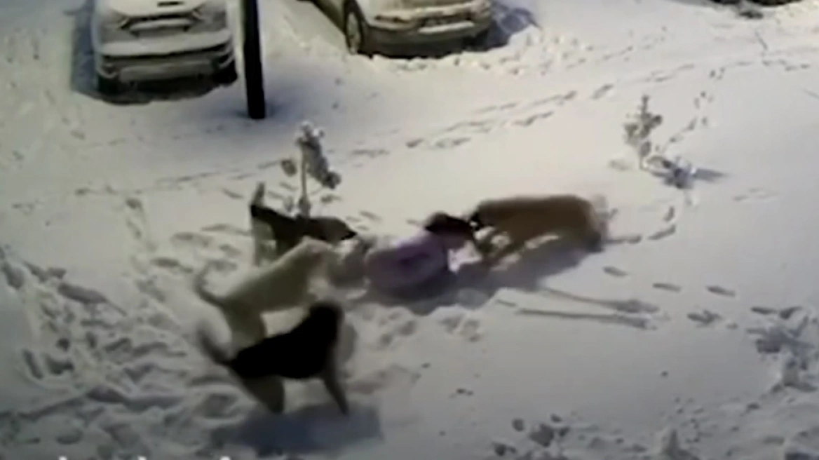 Ρωσία: Βίντεο αποτυπώνει τη στιγμή που 9χρονη δέχεται άγρια επίθεση αγέλης αδέσποτων