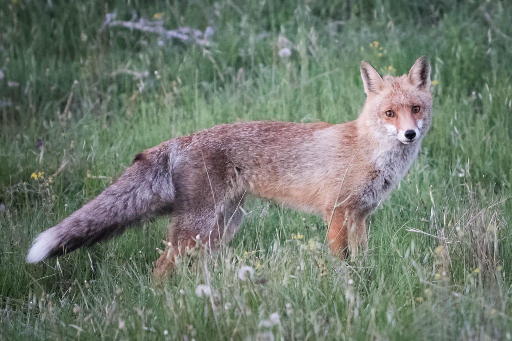 Απίστευτη θηριωδία στην Πάτρα: Αλεπού εντοπίστηκε κρεμασμένη και φιμωμένη (σκληρές εικόνες)