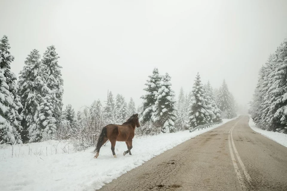 Παραμυθένιο το σκηνικό στο Περτούλι Τρικάλων – Άλογα κάνουν βόλτα στο χιονισμένο τοπίο (φώτο)
