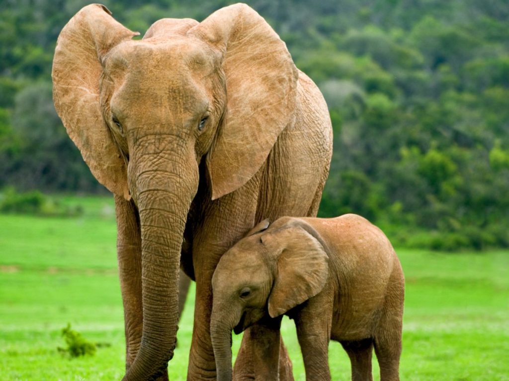 Φλόριντα: Γεννήθηκε το πρώτο μωρό-ελέφαντας μετά από 7 χρόνια στο Animal Kingdom της Disney