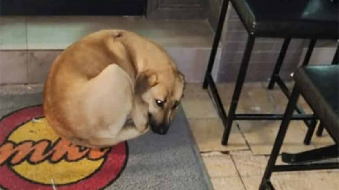 Βαθύ τραύμα στο θώρακα φέρει ο σκύλος που μαχαίρωσε ο αλλοδαπός ρασοφόρος στην Θεσσαλονίκη