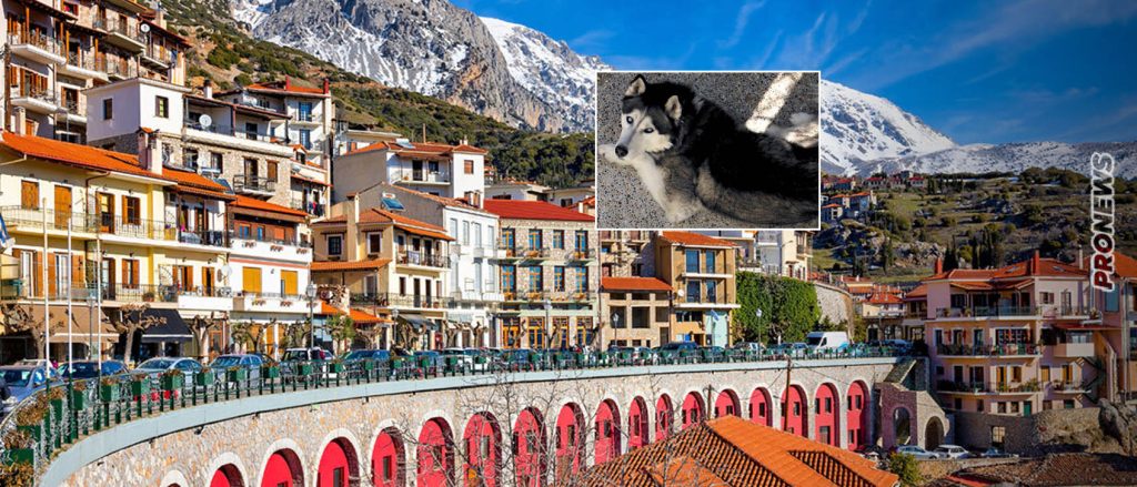 «Ταυτοποιήθηκε το άτομο που κακοποίησε τον Όλιβερ» αποκάλυψε η δικηγόρος του ιδιοκτήτη του σκύλου – Αναμένονται ανακοινώσεις