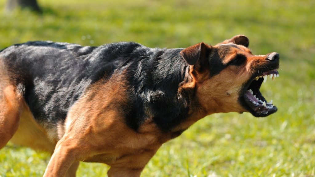 Εύβοια: Αδέσποτα σκυλιά επιτέθηκαν σε παιδιά