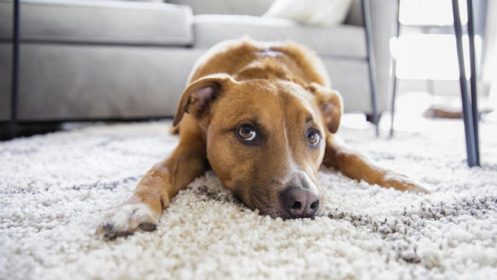 Αυτά είναι τα σκυλιά που κινδυνεύουν να εμφανίσουν σακχαρώδη διαβήτη – Τα συμπτώματα