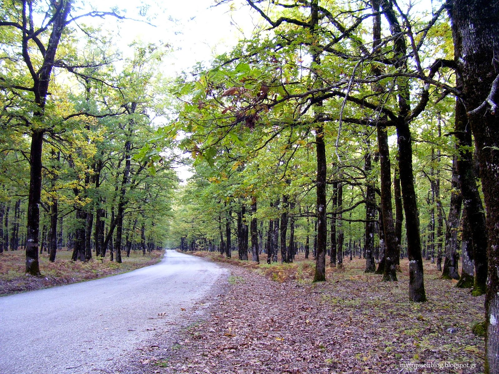 Δάσος Φολόης: Ο «επίγειος παράδεισος» στην Ηλεία που αξίζει να επισκεφθείτε (φώτο)