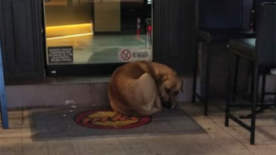 Θεσσαλονίκη: «Ήμουν μεθυσμένος» υποστήριξε στον ανακριτή ο αλλοδαπός ρασοφόρος που μαχαίρωσε το σκυλί
