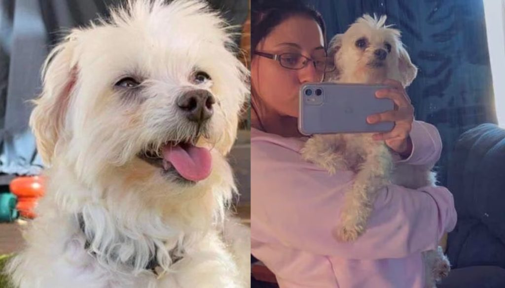 Φρίκη στην Αυστραλία: 26χρονη πέταξε από ταράτσα το σκύλο της – «Της έκανα χάρη γιατί την κακοποιούσα» (φώτο-βίντεο)