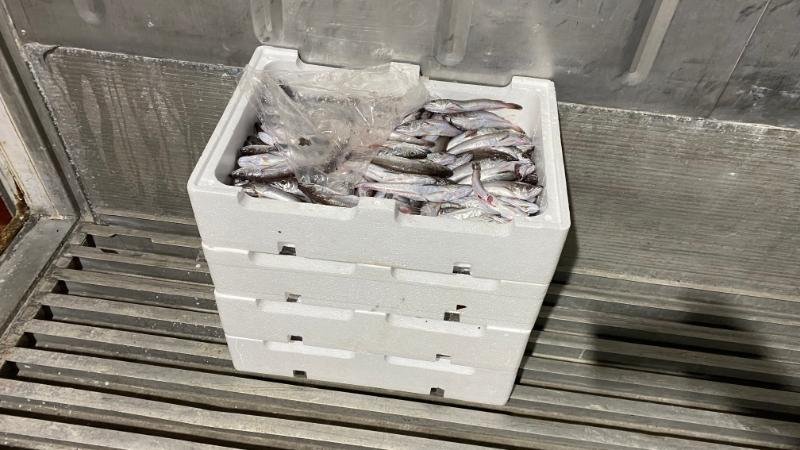 Θεσσαλονίκη: Κατασχέθηκαν 60 κιλά μπακαλιάροι από το Λιμενικό στην ιχθυόσκαλα Νέας Μηχανιώνας